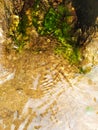 Algae in water